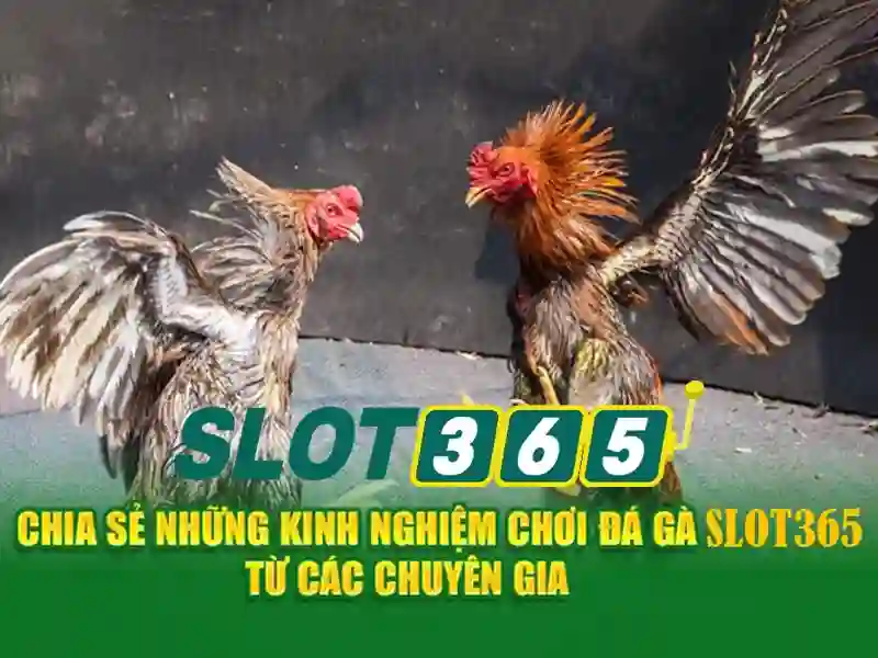 SLOT365 không bị chặn 2026