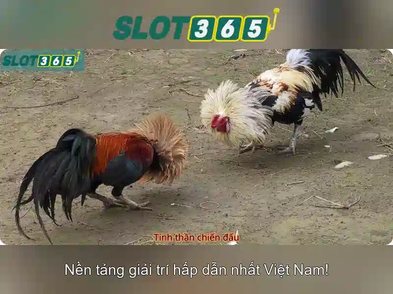 Chiến Thuật Chơi Slot Hiệu Quả Nhất Trên SLOT365